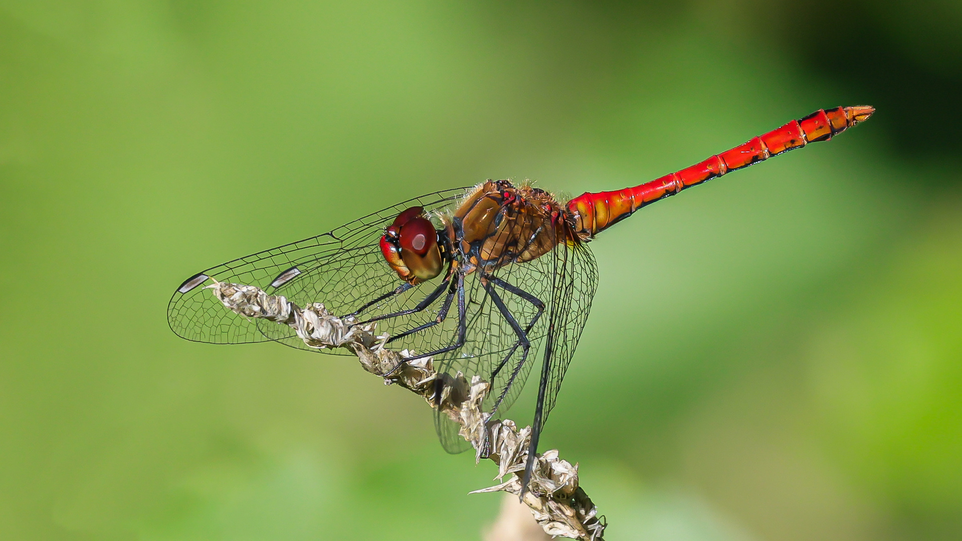 Blutrote Heidelibelle ( sympetrum sanguineum )