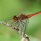 Blutrote Heidelibelle ( sympetrum sanguineum )