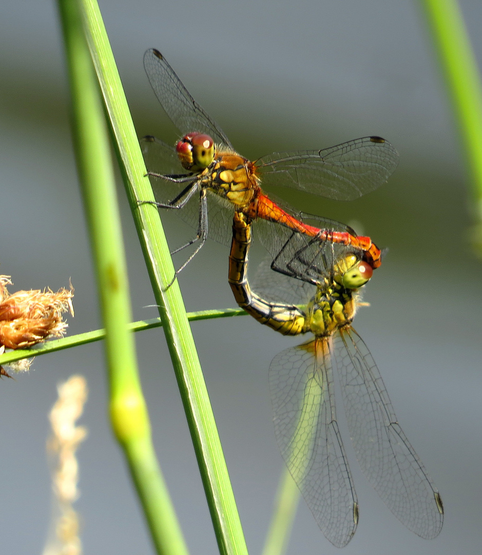 ... Blutrote Heidelibelle (Sympetrum sanguineum) ... 