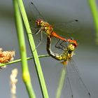 ... Blutrote Heidelibelle (Sympetrum sanguineum) ... 