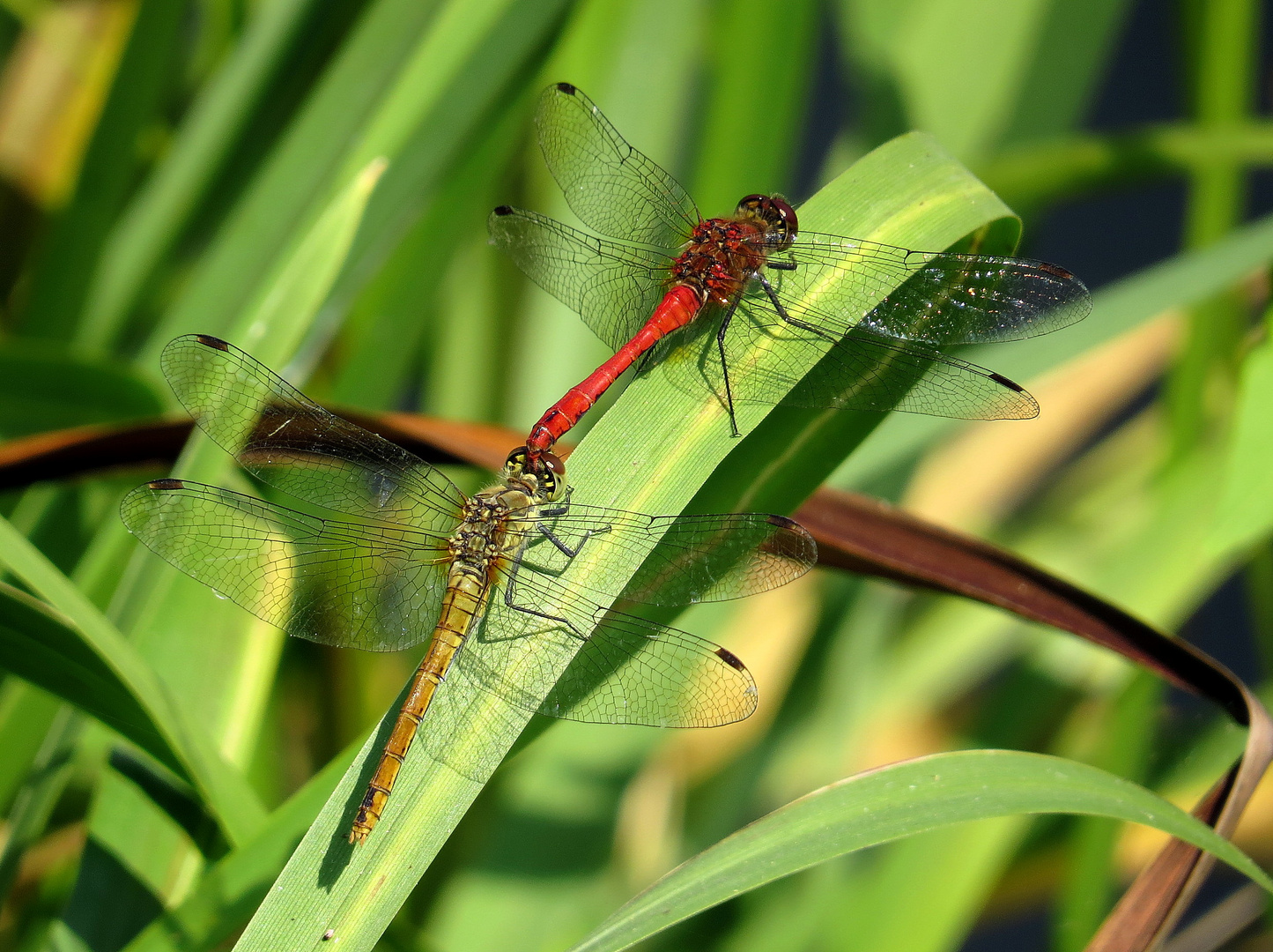 ... Blutrote Heidelibelle (Sympetrum sanguineum) ...