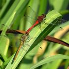 ... Blutrote Heidelibelle (Sympetrum sanguineum) ...