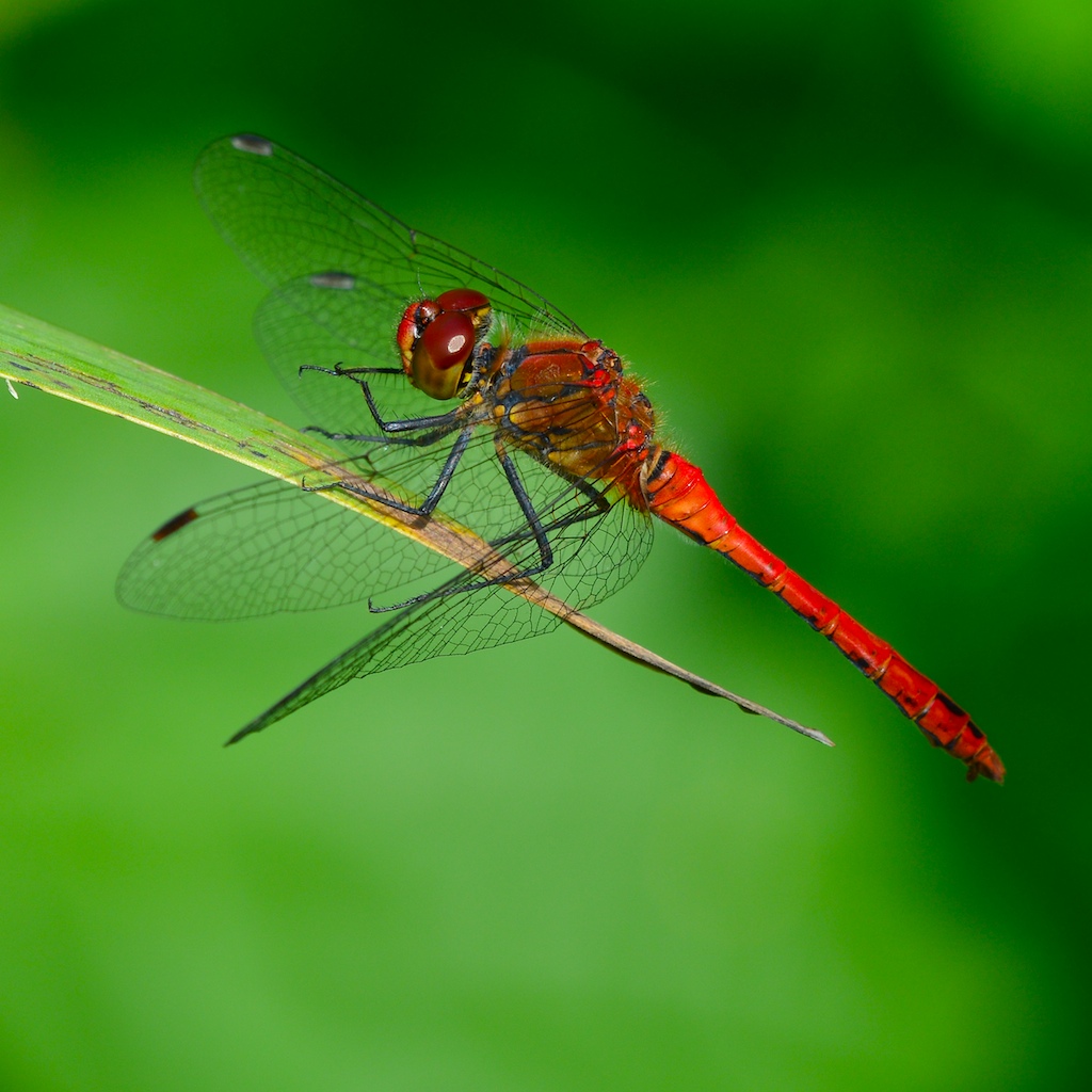 BLUTROTE HEIDELIBELLE (Sympetrum sanguineum)