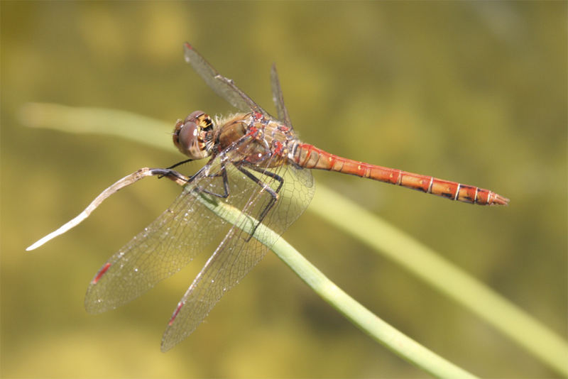 Blutrote Heidelibelle (Sympetrum Sanguineum) ...