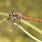 Blutrote Heidelibelle (Sympetrum Sanguineum) ...