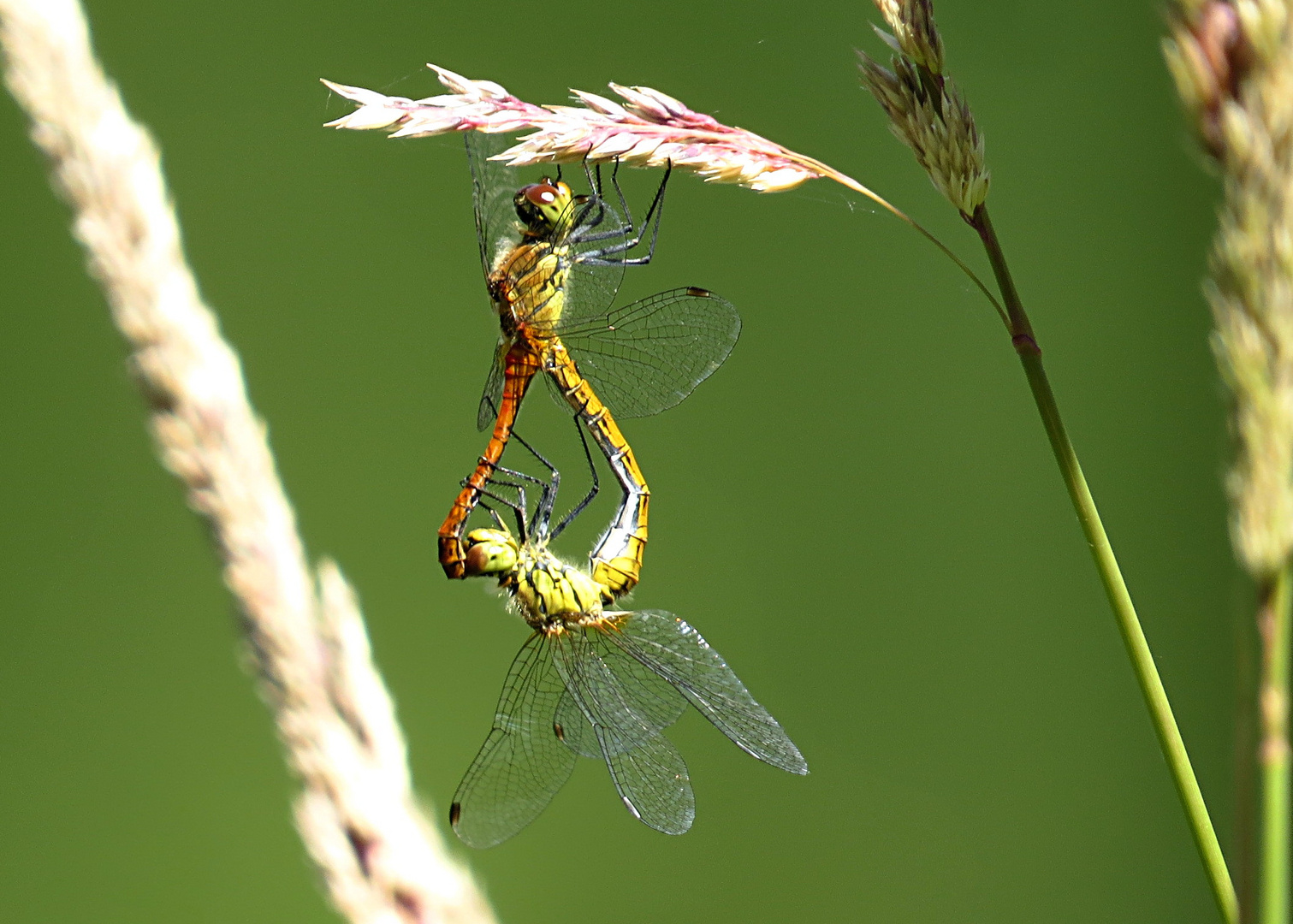 Blutrote Heidelibelle (Sympetrum sanguineum)