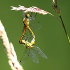 Blutrote Heidelibelle (Sympetrum sanguineum)