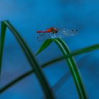 Blutrote Heidelibelle (Sympetrum sanguineum)