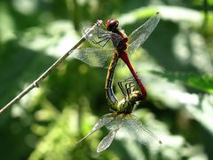 --- Blutrote Heidelibelle (Sympetrum sanguineum) ---