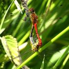 --- Blutrote Heidelibelle (Sympetrum sanguineum) ---