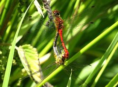 --- Blutrote Heidelibelle (Sympetrum sanguineum) ---