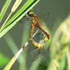 --- Blutrote Heidelibelle (Sympetrum sanguineum) ---