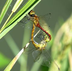 --- Blutrote Heidelibelle (Sympetrum sanguineum) ---