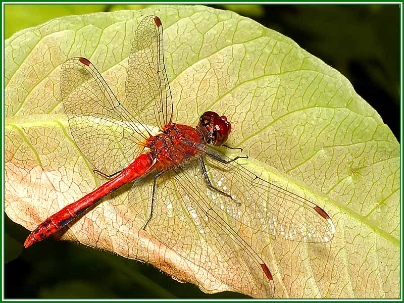 Blutrote Heidelibelle - Sympetrum sanguineum