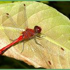 Blutrote Heidelibelle - Sympetrum sanguineum