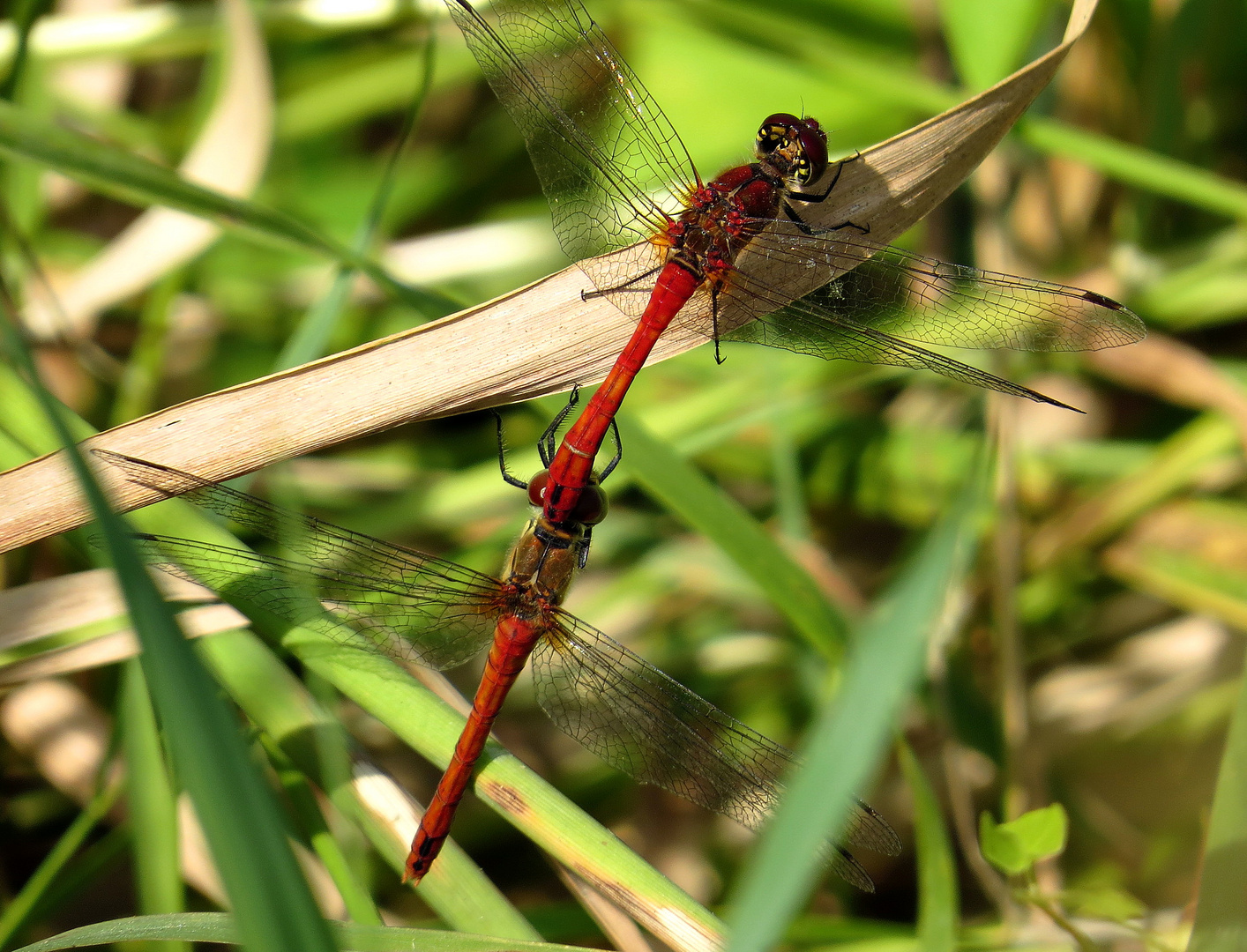 ... Blutrote Heidelibelle (Sympetrum sanguineum) ...