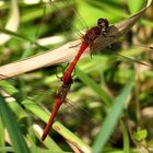 ... Blutrote Heidelibelle (Sympetrum sanguineum) ...