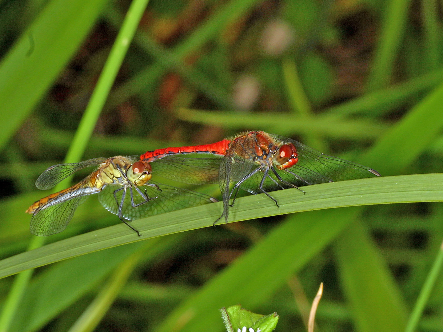 Blutrote Heidelibelle (Sympetrum sanguineum).......