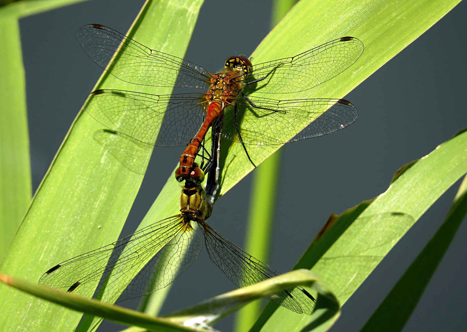 Blutrote Heidelibelle (Sympetrum sanguineum)