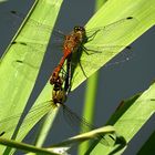 Blutrote Heidelibelle (Sympetrum sanguineum)