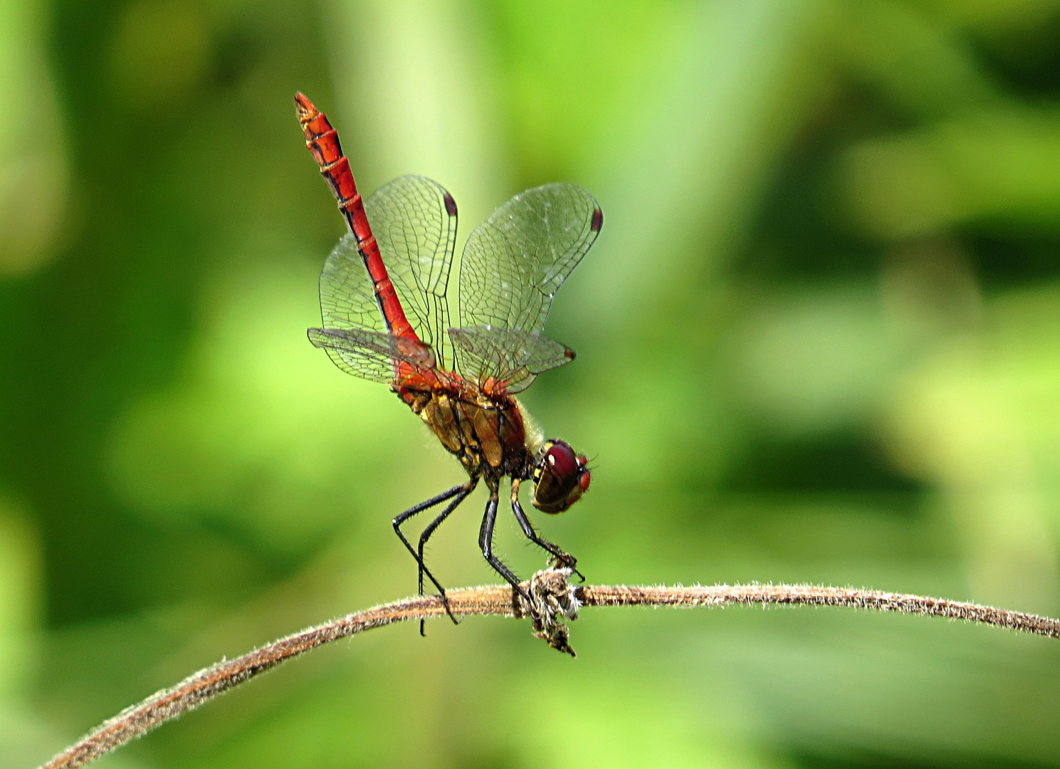 --- Blutrote Heidelibelle (Sympetrum sanguineum) ---