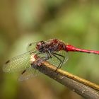 Blutrote Heidelibelle (Sympetrum sanguineum)