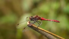 Blutrote Heidelibelle (Sympetrum sanguineum)