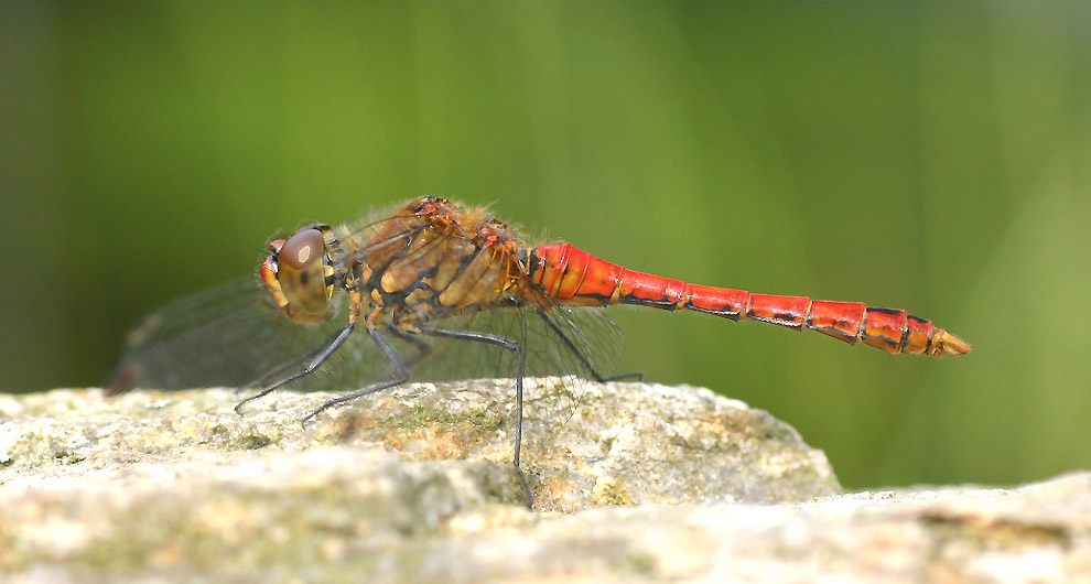 Blutrote Heidelibelle - Sympetrum sanguineum