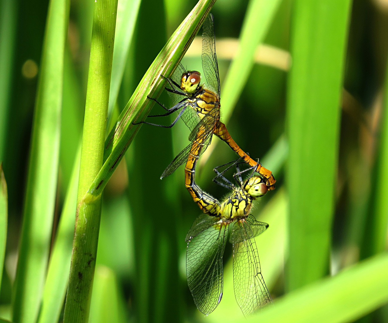 Blutrote Heidelibelle (Sympetrum sanguineum)