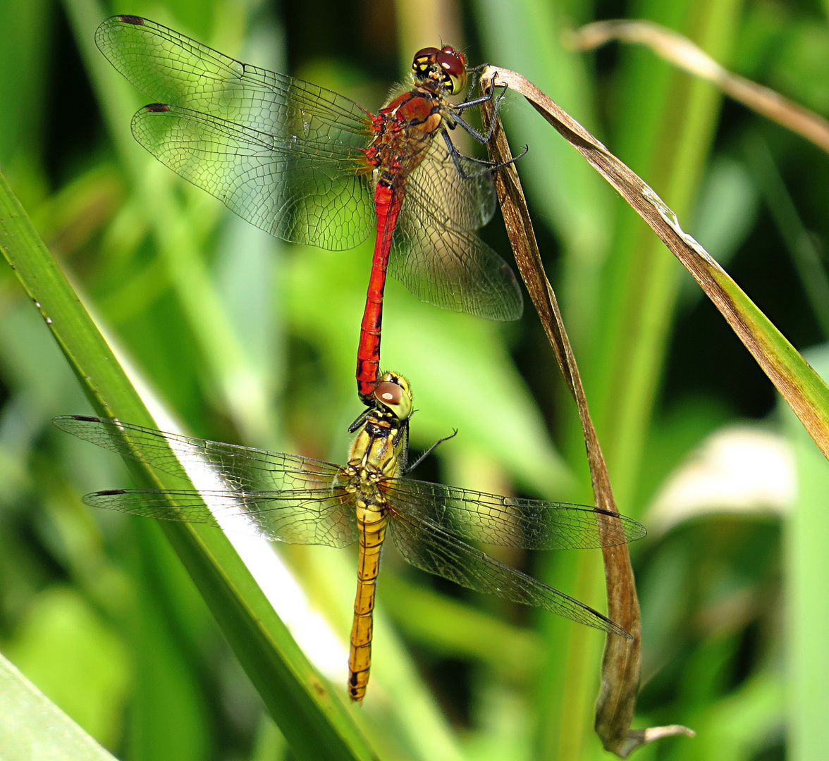 --- Blutrote Heidelibelle (Sympetrum sanguineum) ---