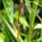 --- Blutrote Heidelibelle (Sympetrum sanguineum) ---