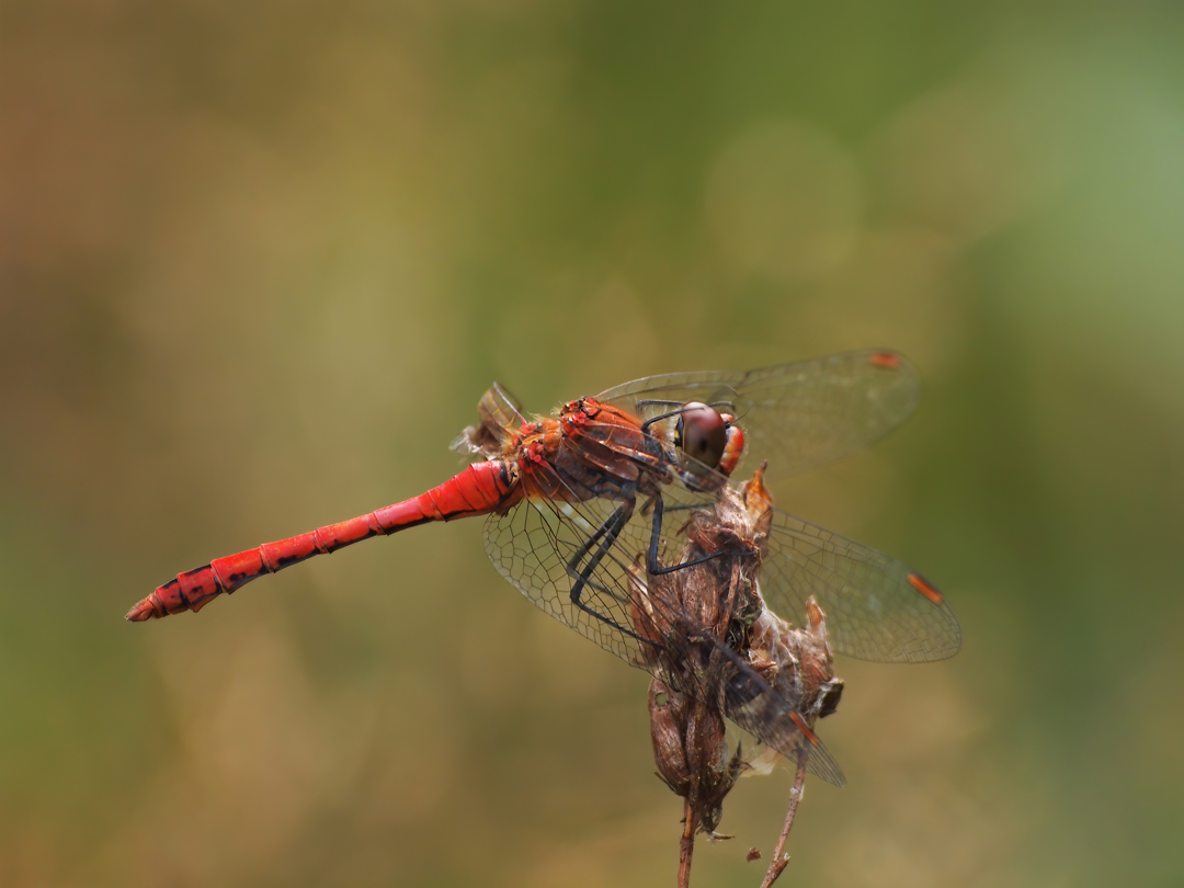 Blutrote Heidelibelle (Sympetrum sanguineum)