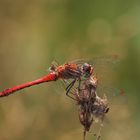 Blutrote Heidelibelle (Sympetrum sanguineum)