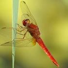 Blutrote Heidelibelle (Sympetrum sanguineum)