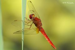 Blutrote Heidelibelle (Sympetrum sanguineum)