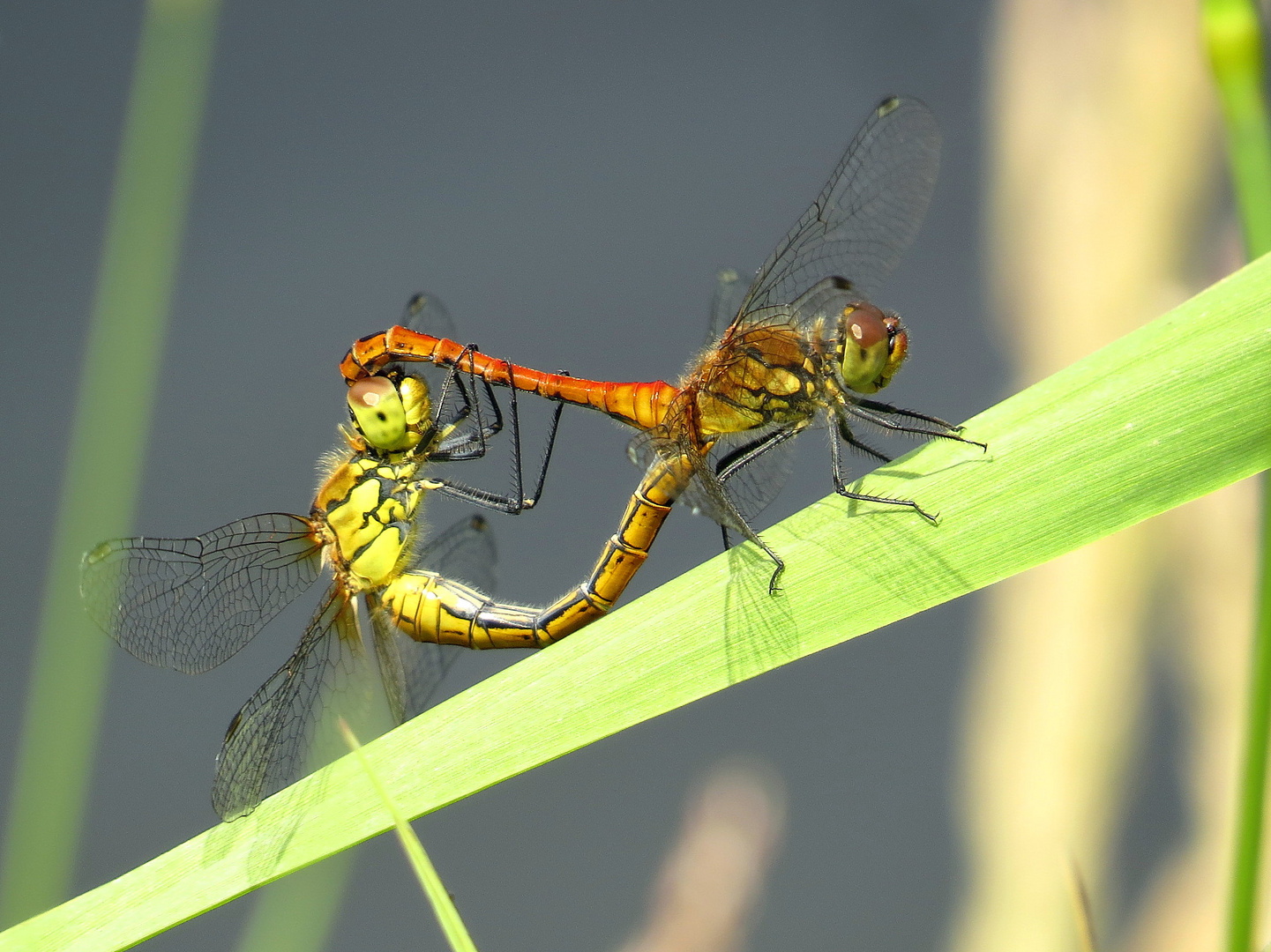 ... Blutrote Heidelibelle (Sympetrum sanguineum) ... 