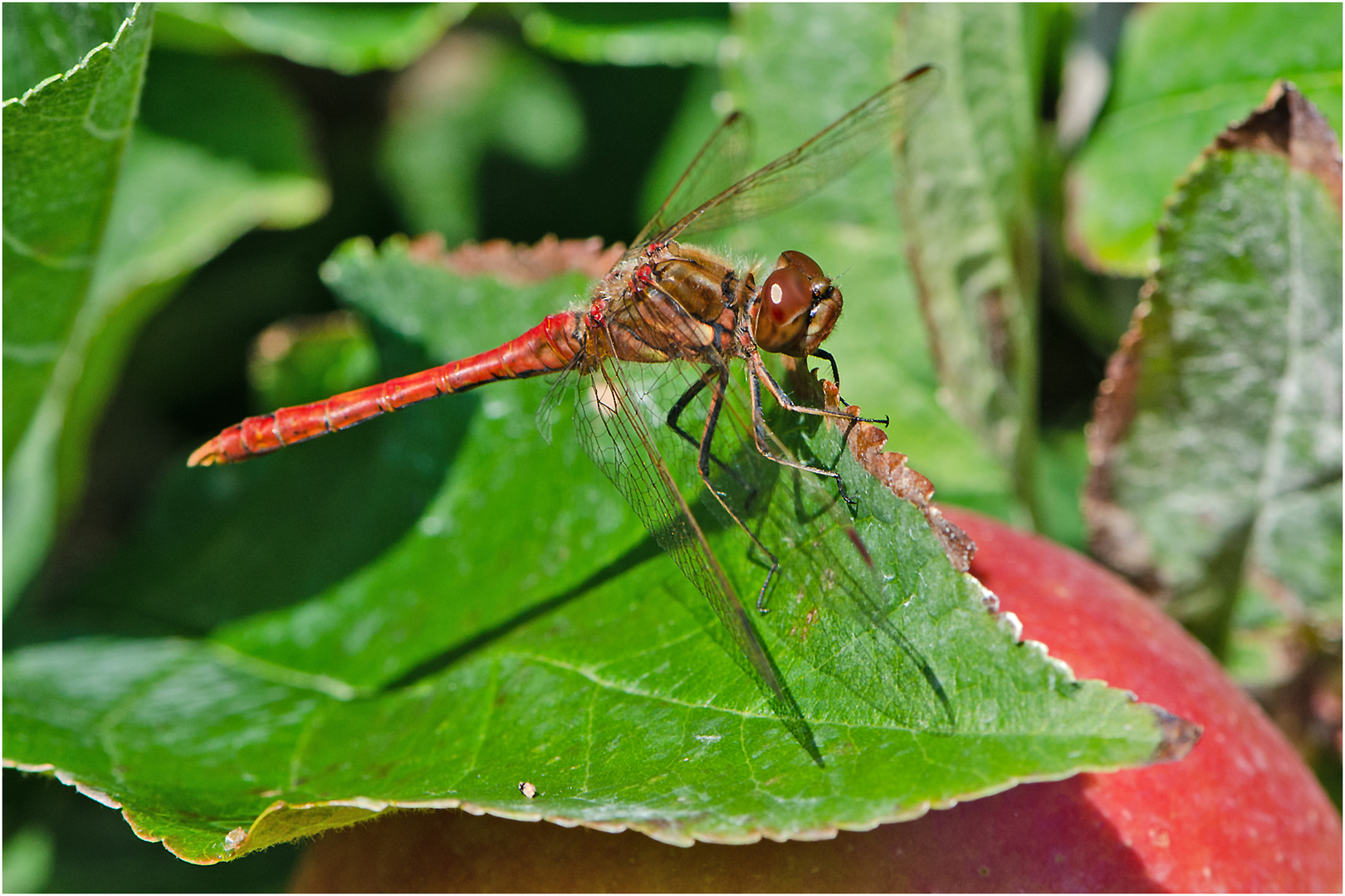 Blutrote Heidelibelle (Sympetrum sanguineum) . . .