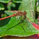 Blutrote Heidelibelle (Sympetrum sanguineum) . . .