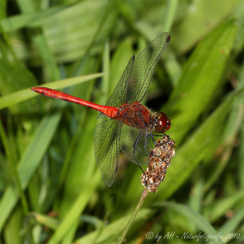 Blutrote Heidelibelle (Sympetrum sanguineum)