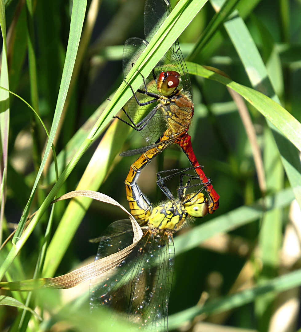 --- Blutrote Heidelibelle (Sympetrum sanguineum) ---