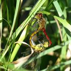 --- Blutrote Heidelibelle (Sympetrum sanguineum) ---