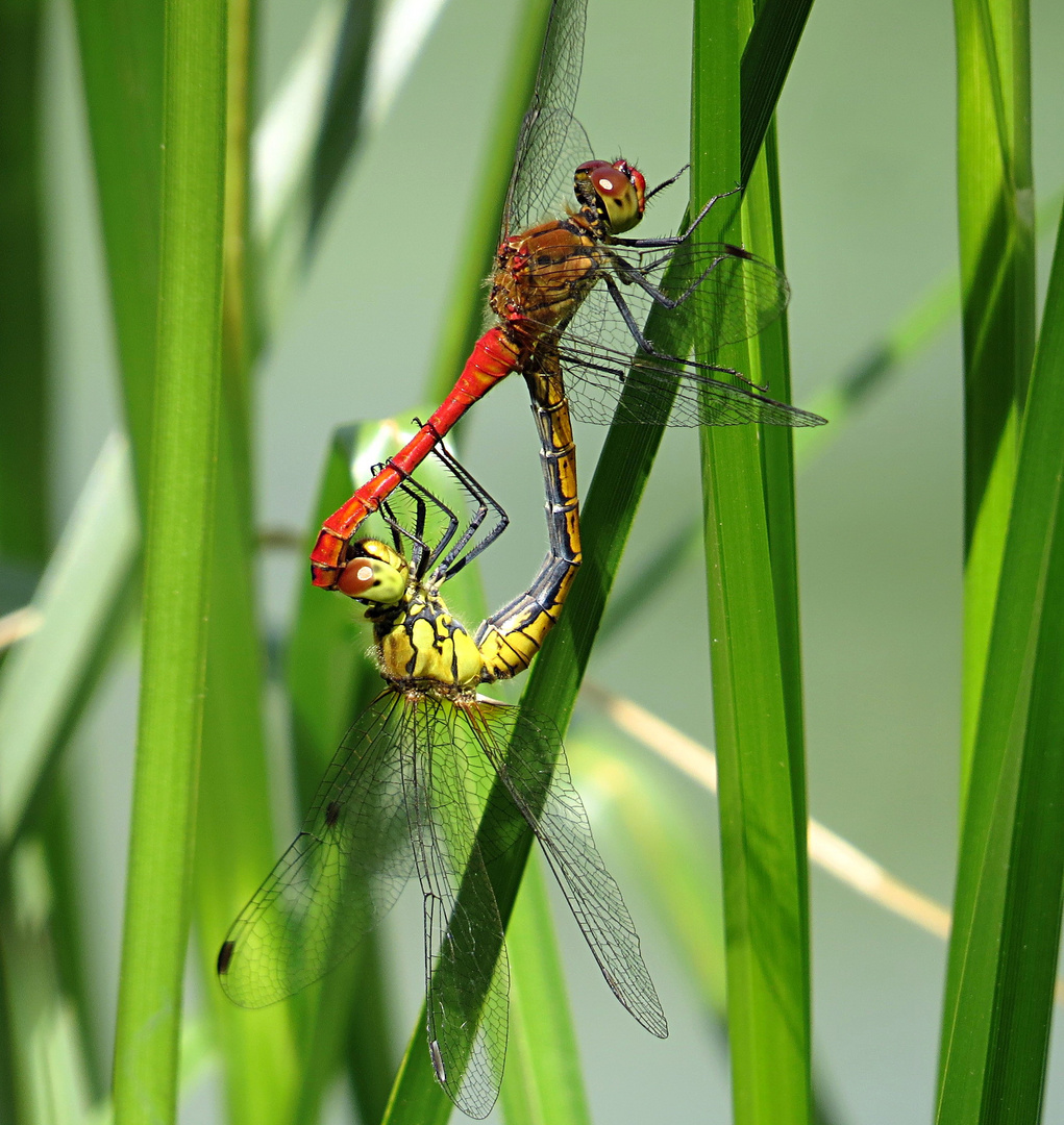 --- Blutrote Heidelibelle (Sympetrum sanguineum) ---