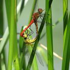 --- Blutrote Heidelibelle (Sympetrum sanguineum) ---