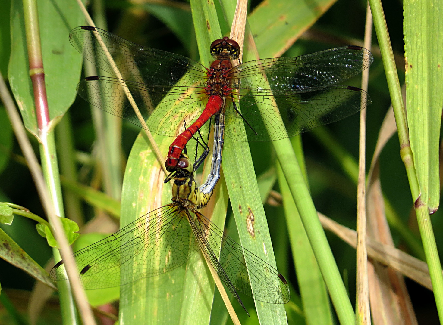 --- Blutrote Heidelibelle (Sympetrum sanguineum) ---