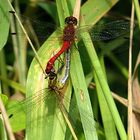 --- Blutrote Heidelibelle (Sympetrum sanguineum) ---