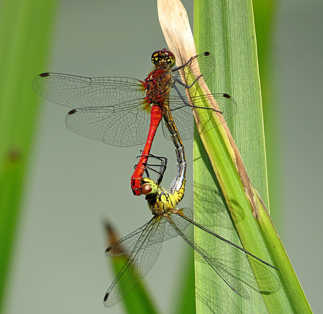 --- Blutrote Heidelibelle (Sympetrum sanguineum) ---