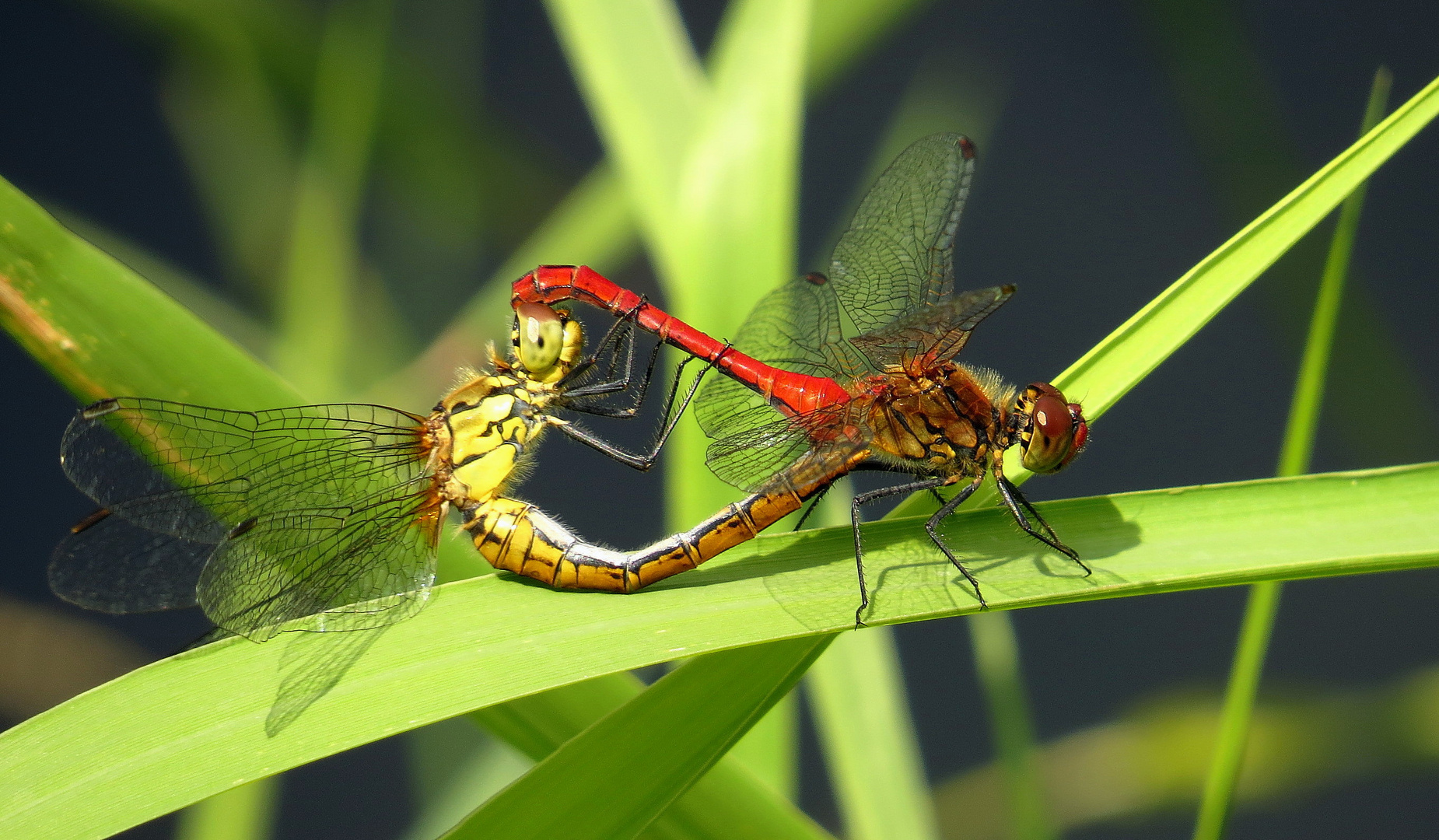 ... Blutrote Heidelibelle (Sympetrum sanguineum) ...