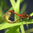 ... Blutrote Heidelibelle (Sympetrum sanguineum) ...