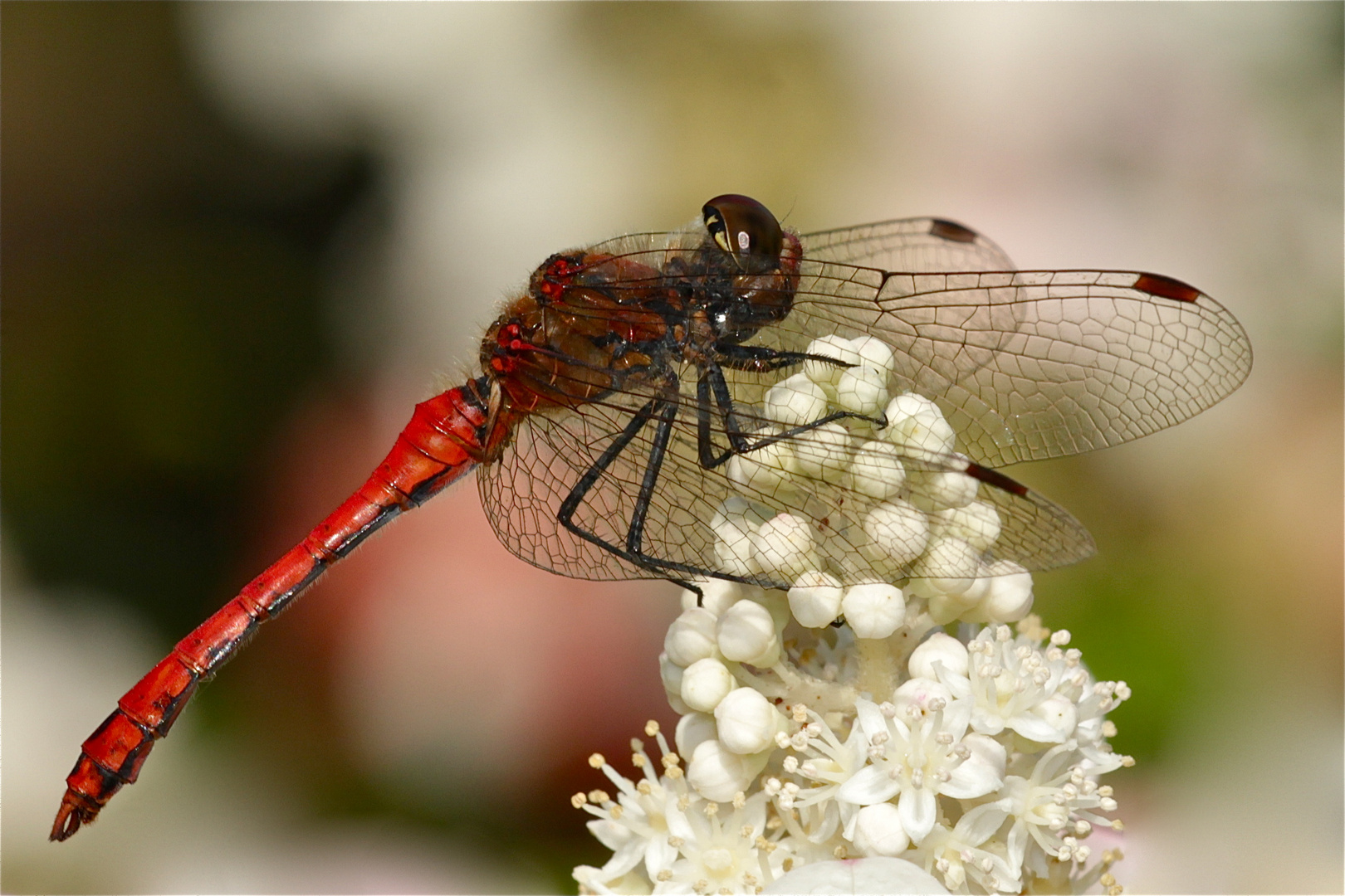 Blutrote Heidelibelle (Sympetrum sanguineum), ein Männchen.