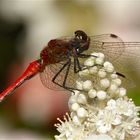 Blutrote Heidelibelle (Sympetrum sanguineum), ein Männchen.